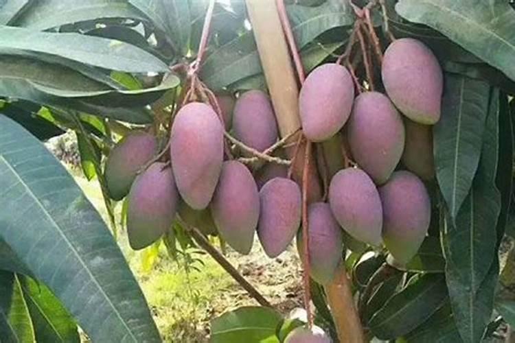 芒果开花结果期种植管理如何做？芒果开花坐果期用什么肥料好