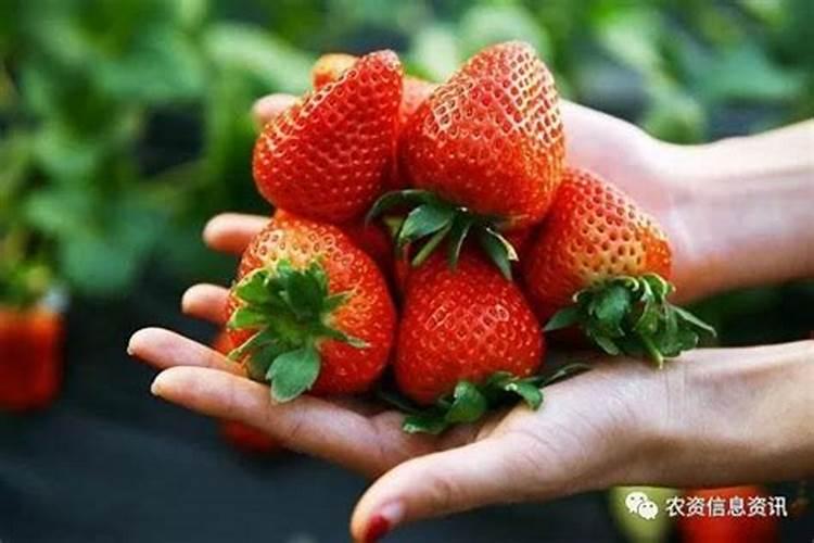 草莓旺长怎么办 提高磷钾肥的施用比例