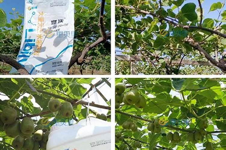 苹果二次膨大期如何施水溶肥 苹果二次膨大期施苹果水溶肥的方法