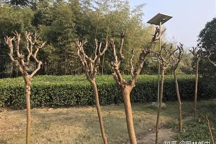 新移栽的紫薇树能施肥吗