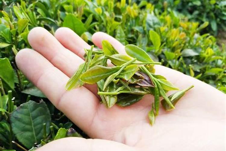 茶叶种植秋季管理要点