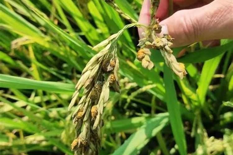 水稻黄叶病用什么农药