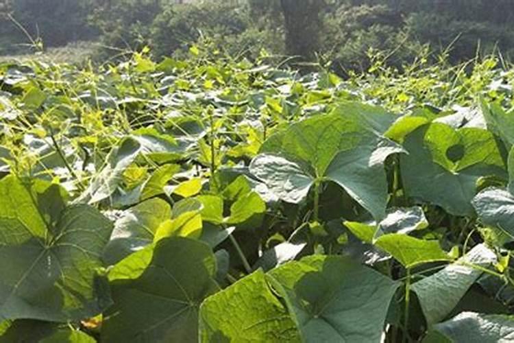 佛手瓜为什么只长藤不结果