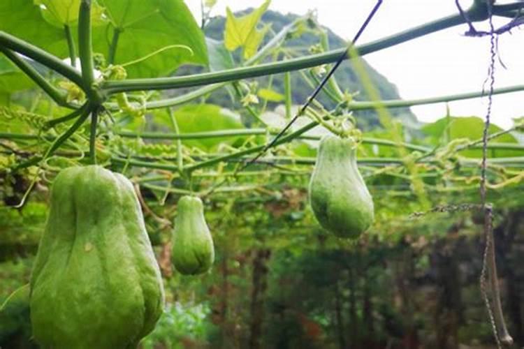 家里种的佛手瓜一直没有开花,结果!怎么回事啊？