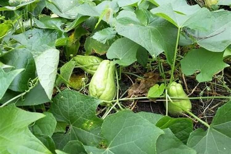 佛手瓜无病无虫但植株开花少,结瓜率低是什么原因呢？