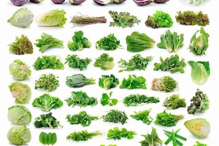 食叶草的养殖方法和注意事项