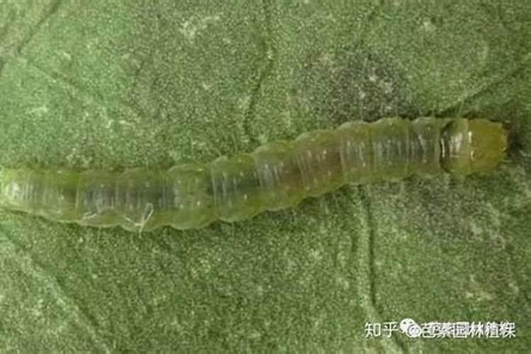 在植物生长过程中,施用氮肥能使枝叶繁茂、磷肥能使果实饱满、钾肥能使...