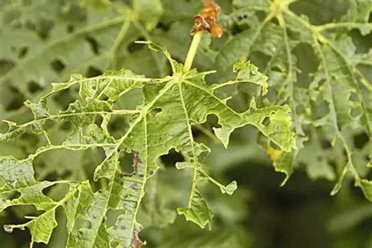 食叶草改茬对土壤有影响吗？