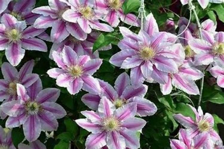 铁线莲如何度夏