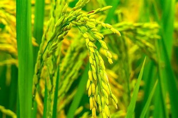 钾肥对水稻的作用及功能