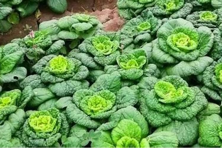 种菜地底肥用什么肥料最好