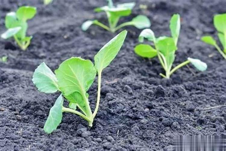 辣椒冬季种植技术 种辣椒用什么底肥好