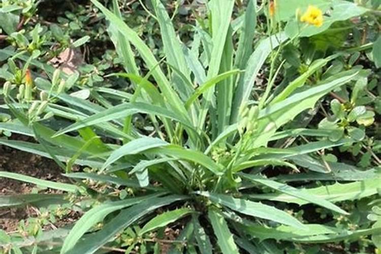 苦麦菜怎么播种 如何管理养护