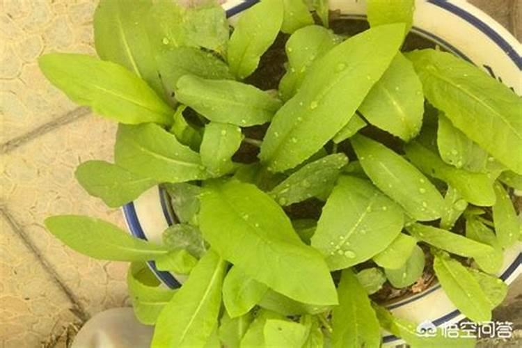 南方苦麦菜种植时间