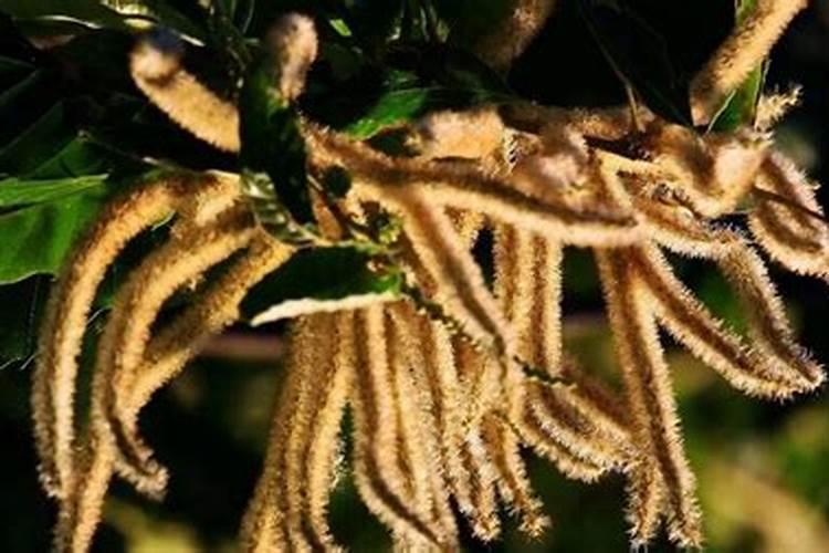 板栗树喷什么叶面肥起到抗旱防冻效果？