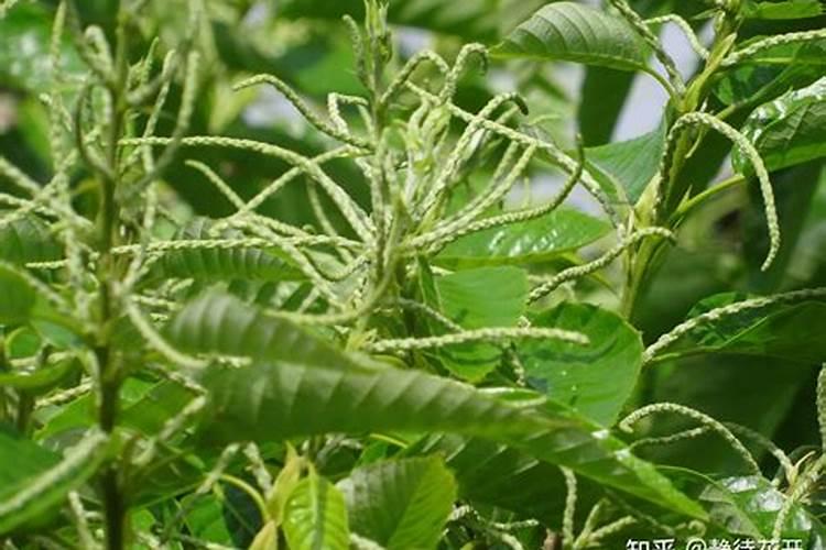 板栗采摘后怎样管理 板栗养殖技巧