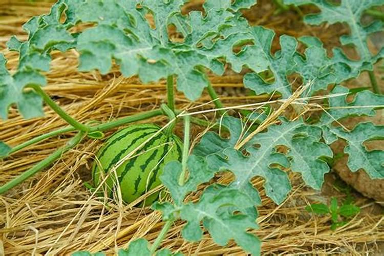 种西瓜用什么肥料又大又甜又好吃