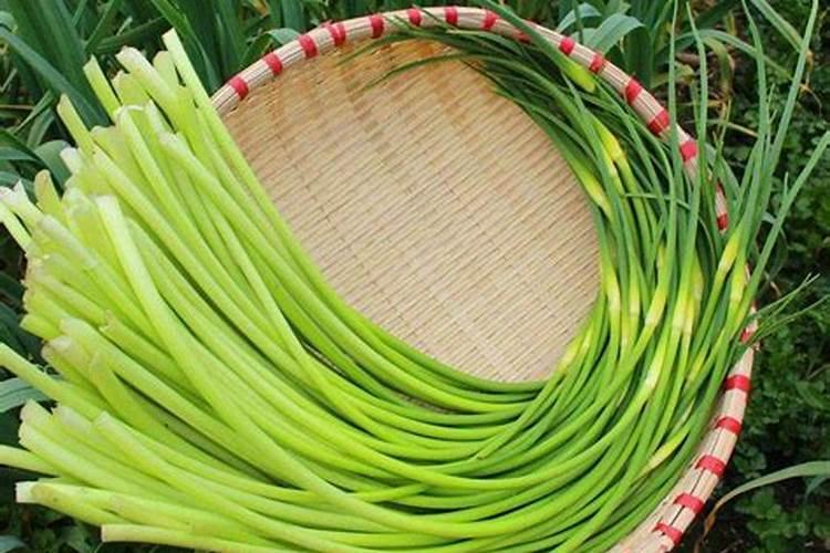 蒜苔是大蒜长出来的吗