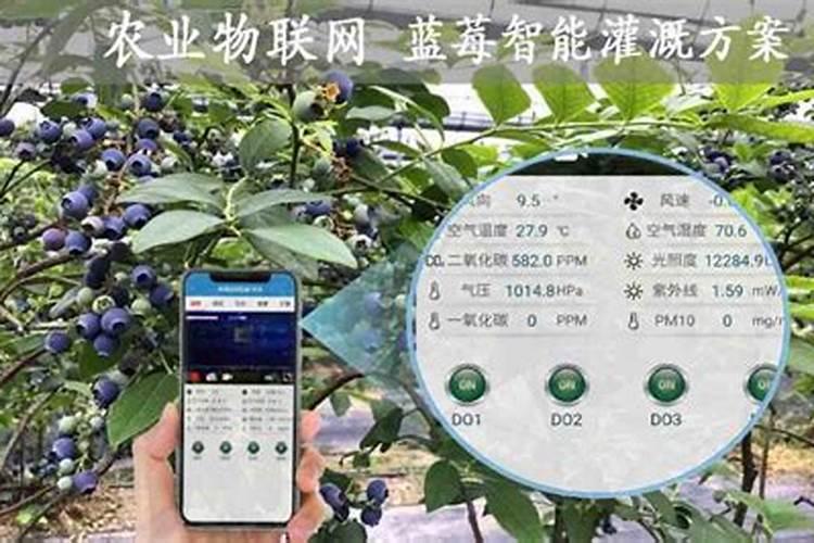 蓝莓膨果期施什么肥比较好