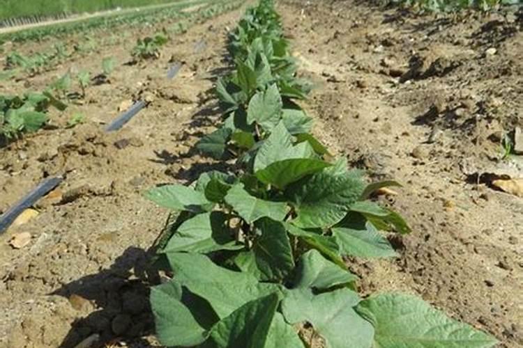 沈阳地区种植饭豆可以吗？