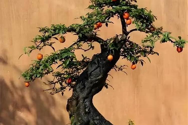 金弹子下山桩怎样生根快 方法是什么