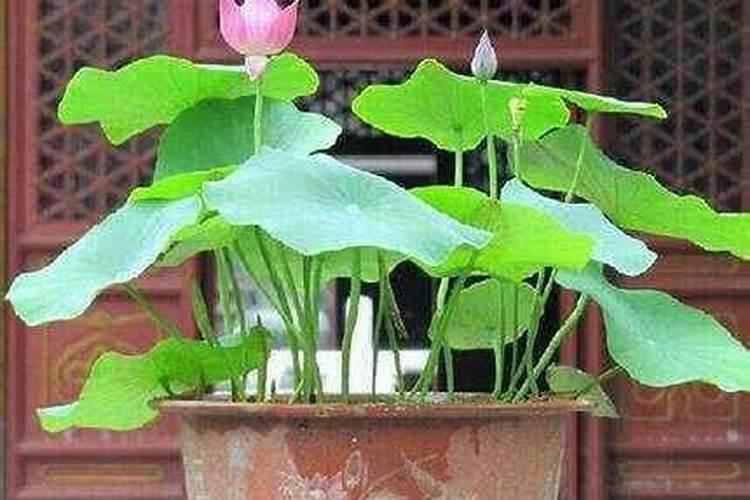 莲藕用什么肥料产量高