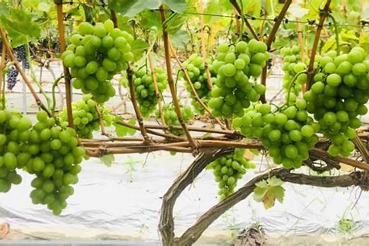 葡萄保花保果什么时候最好