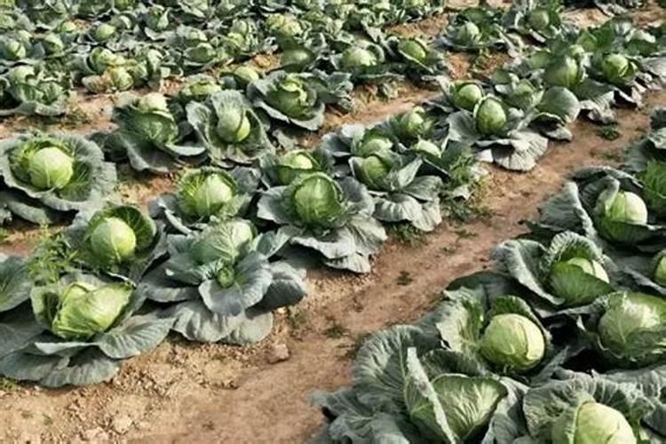 甘蓝打什么叶面肥