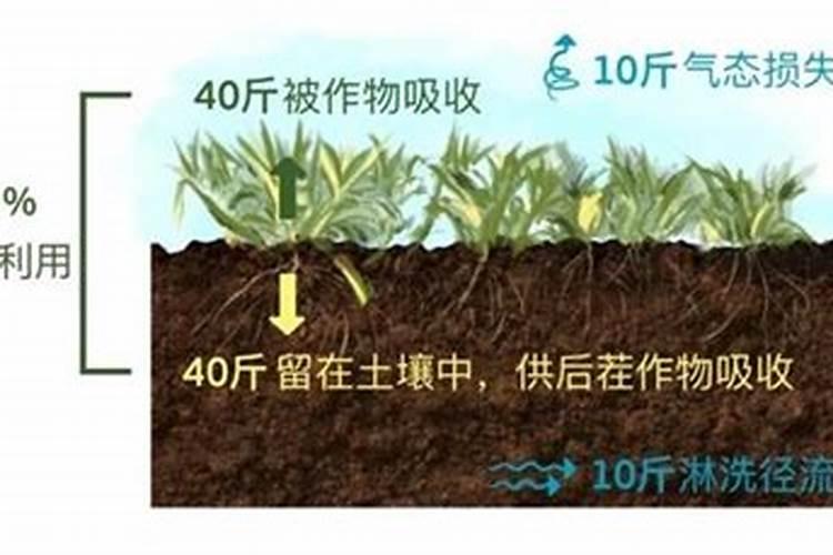 胡萝卜施什么肥最好