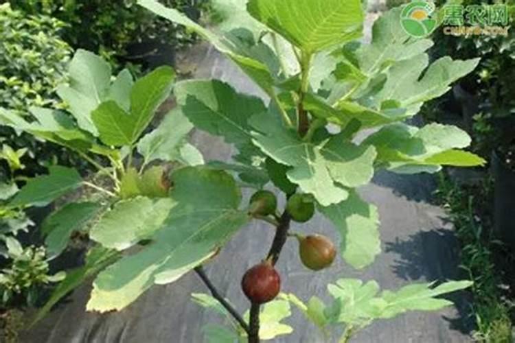 无花果施肥的正确方法