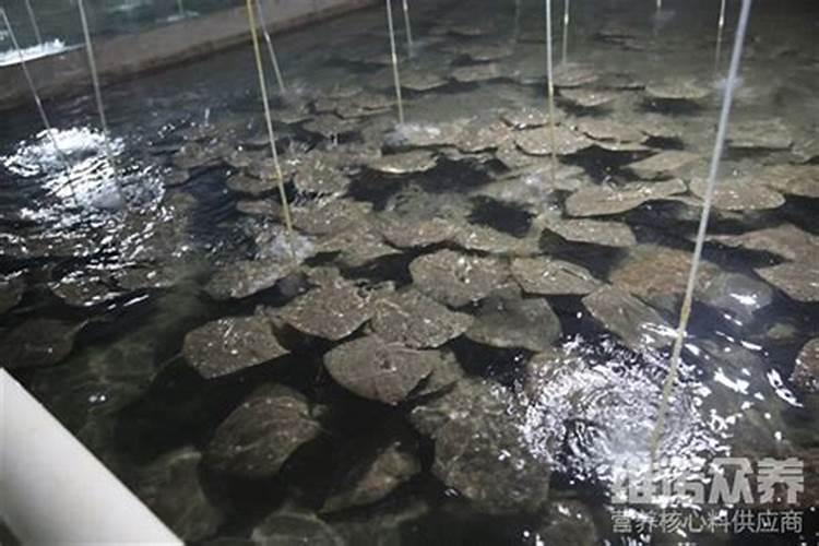 蔬菜是如何施肥？