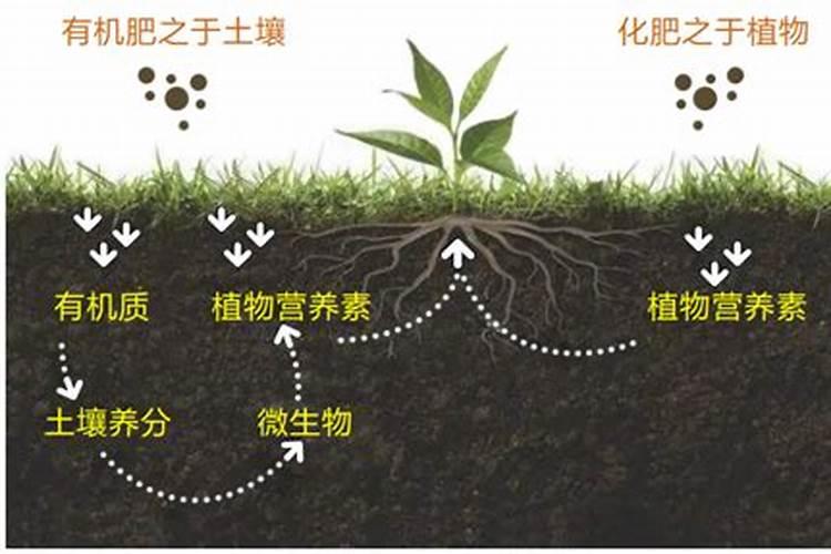 黑乌鸡在翡翠中属于什么档次