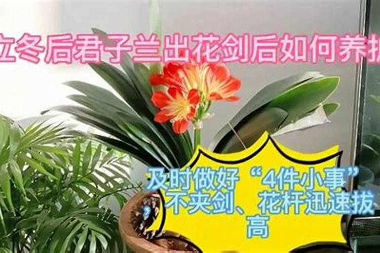 君子兰出花剑注意哪些