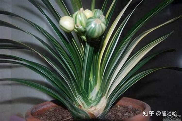 君子兰花剑怎么才能窜出来