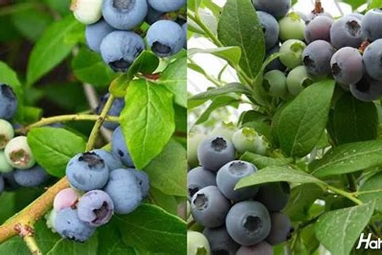 蓝莓挂果期施什么肥