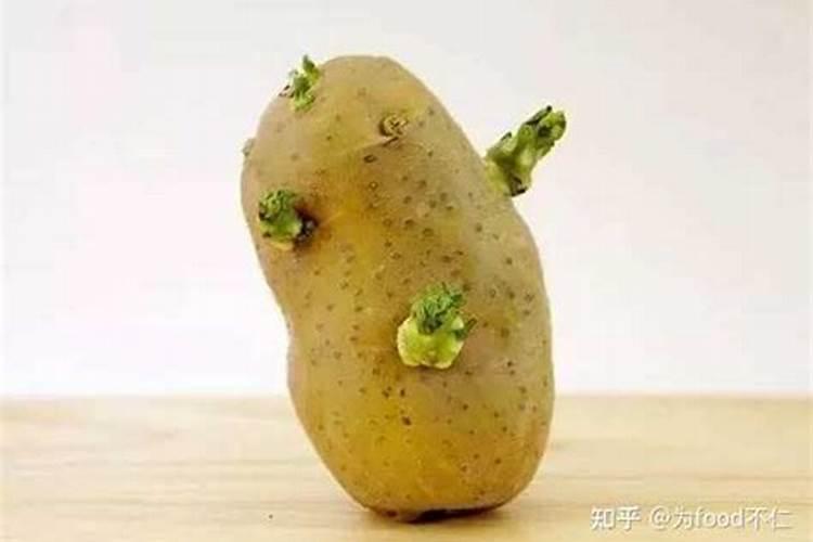 土豆的需肥特征是什么？如何进行科学施肥？