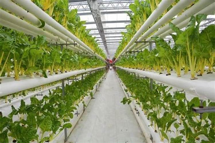 在给蔬菜施肥时,都有哪些正确的施肥方法需要掌握？