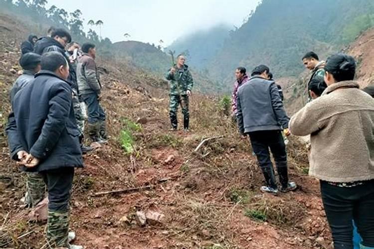 杉树什么月份施肥最合适