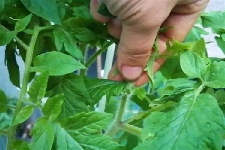 西红柿要怎样喷叶面肥效果更好呢？