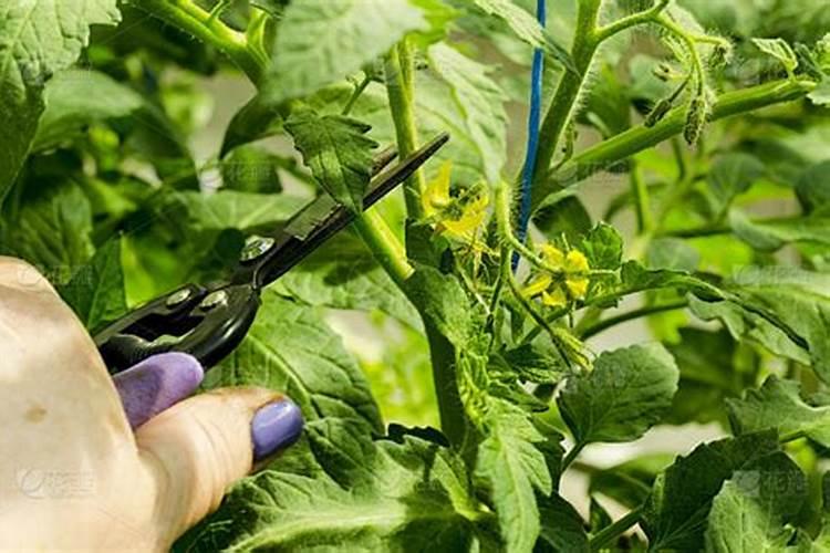 番茄怎么样喷施叶面肥？