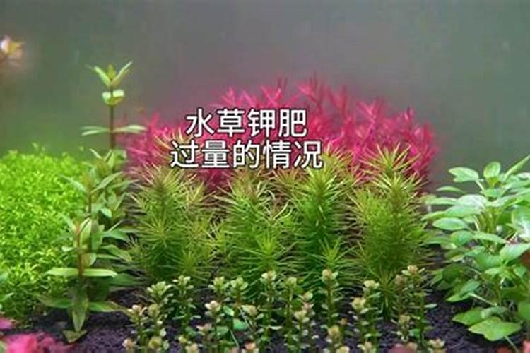 茉莉花怎么才能让叶子又大有好？