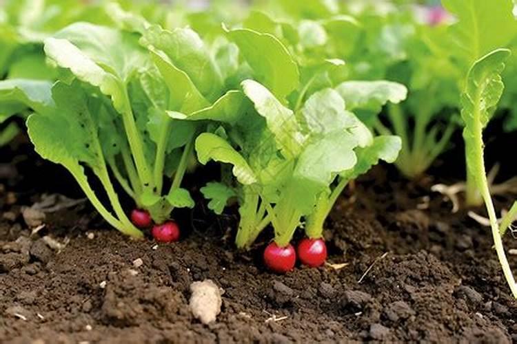 樱桃萝卜除了浇水还有什么