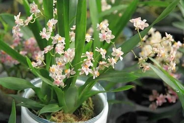 文心兰怎么施肥