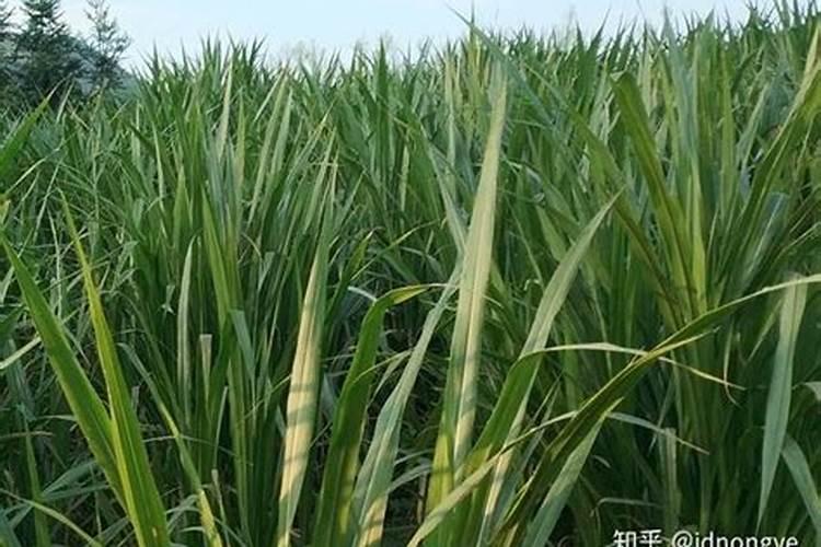 甜象草种植技术