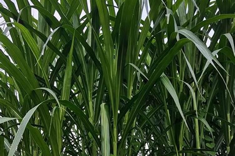 甜象草的培育优势