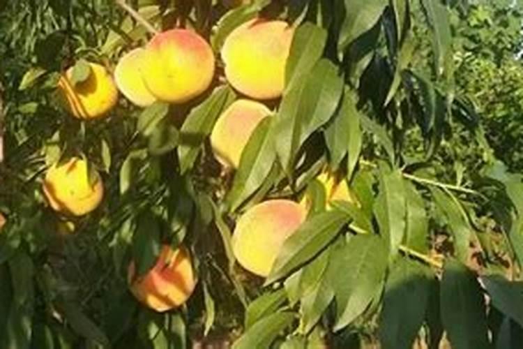 黄桃果园管理技术 黄桃生长注意哪些事项