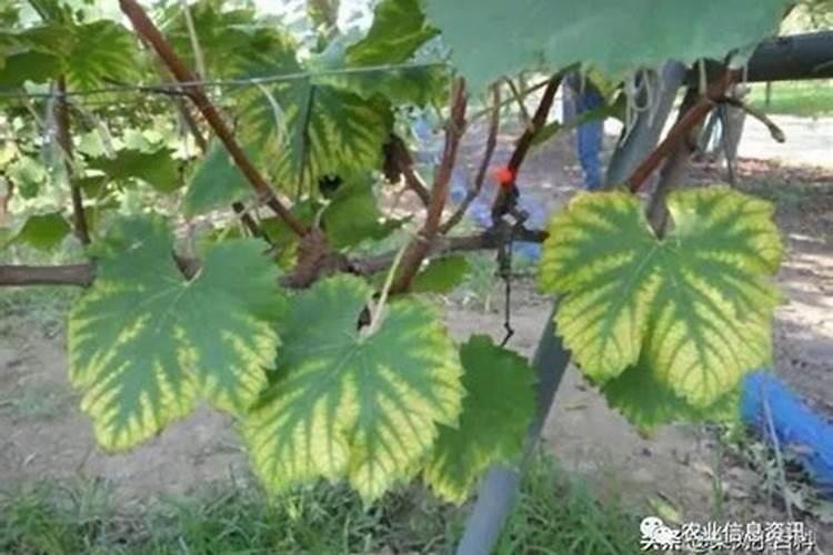 如何快速防治葡萄裂果