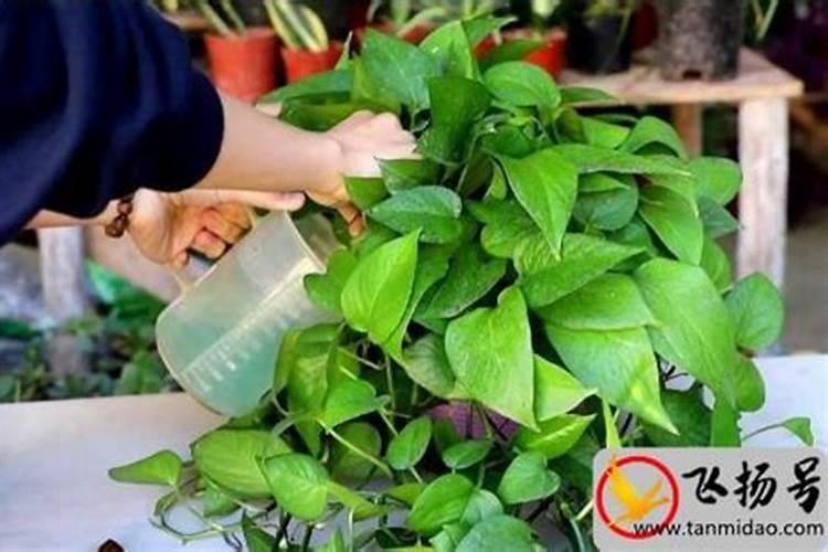 绿萝可以施复合肥颗粒吗