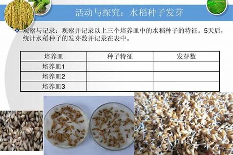 水稻田施用氯化铵效果好,成本低,农民如何扬长避短,合理使用？