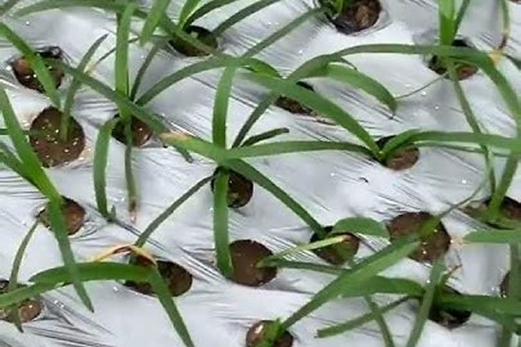 盆栽兰花如何是用磷酸二氢钾